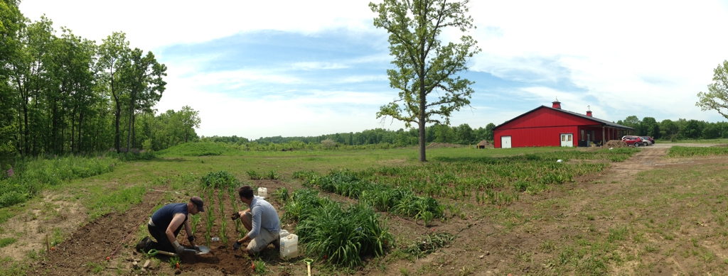 Rows of Daylilies in place, June 2014